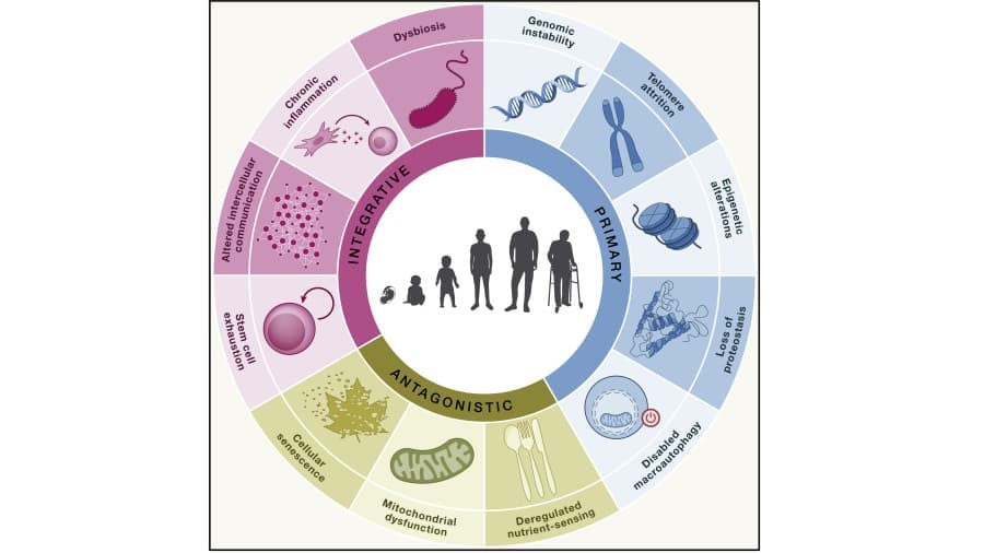 12 Rev-Time Complex | Reverse 12 Hallmarks of Aging | Anti-aging | BalanceGenics  (How100.com)