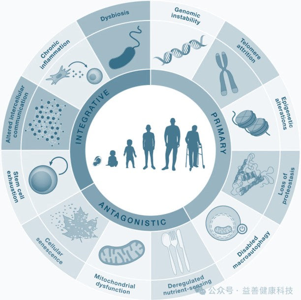 The Essence of Aging: Unveiling the 12 Hallmarks of Aging – BalanceGenics