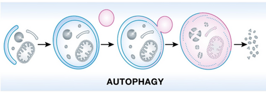 Autophagy and Aging - How100.com