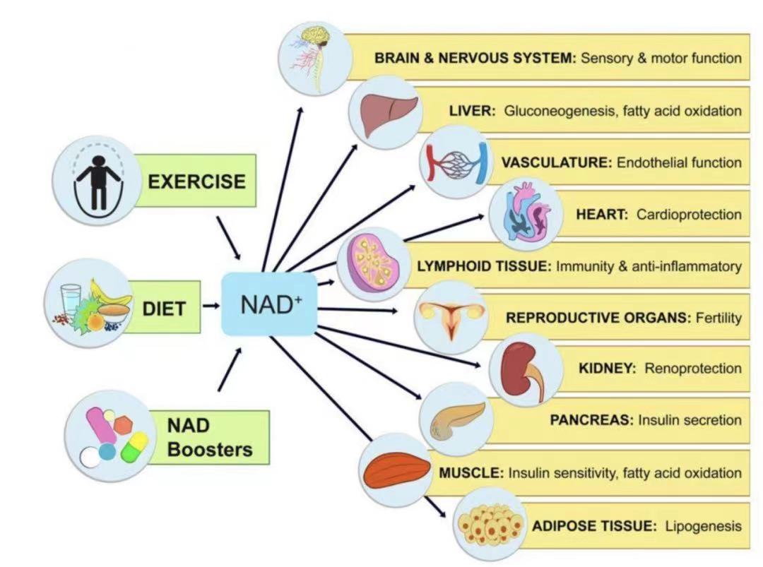 NAD+  Supplement